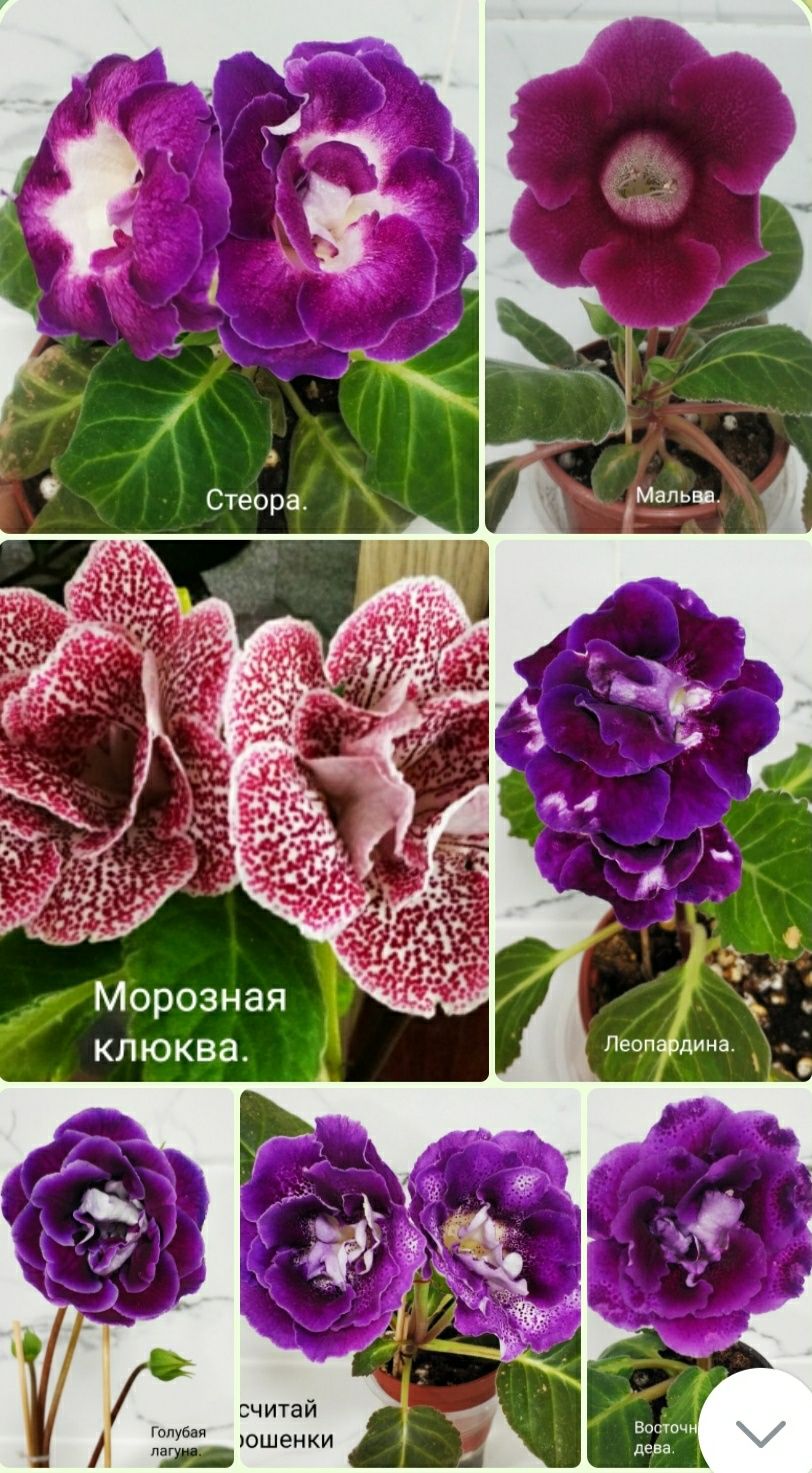 Листочки глоксиний на срез