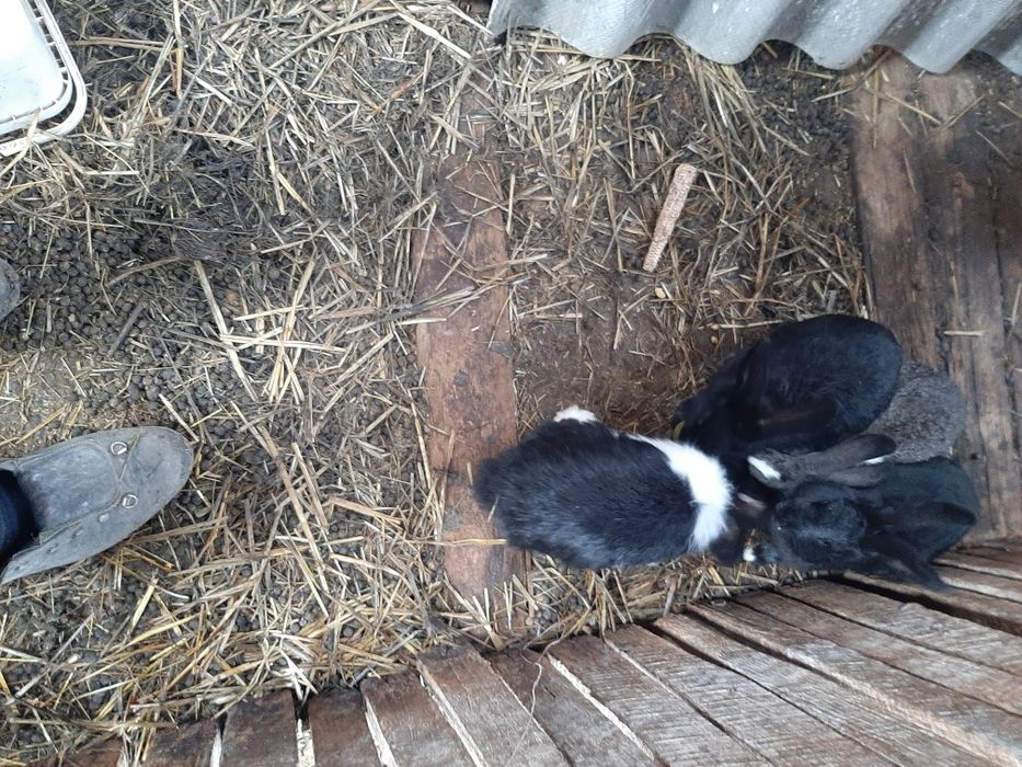 Iepuri diferite  varste si culori