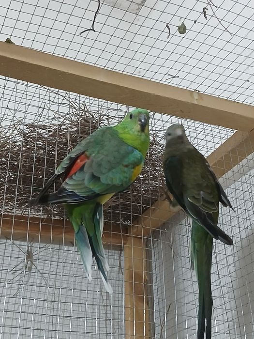 1 para pefchi sotiladi soglom tayyor parasi 550 ming