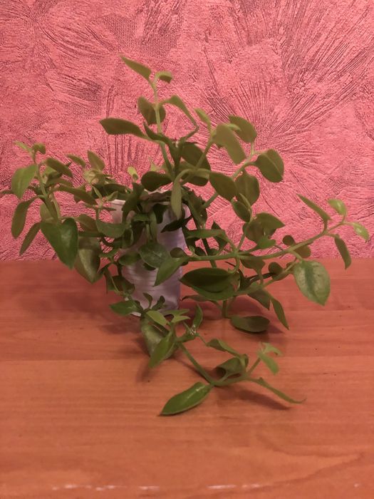 Аптения ,сансевьерия,мята комнатная