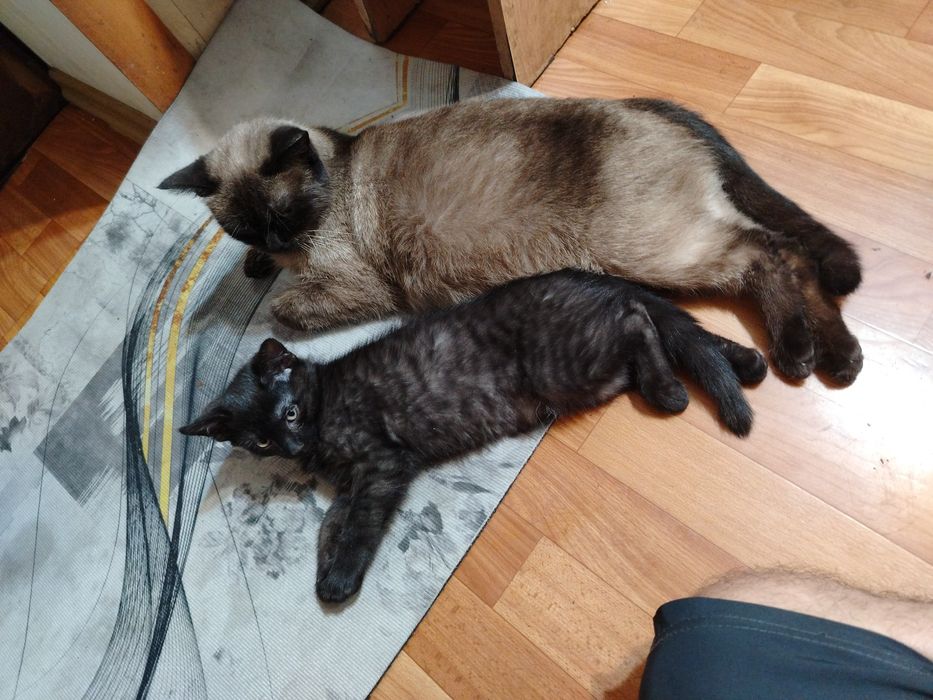 Одам в Добрые руки!