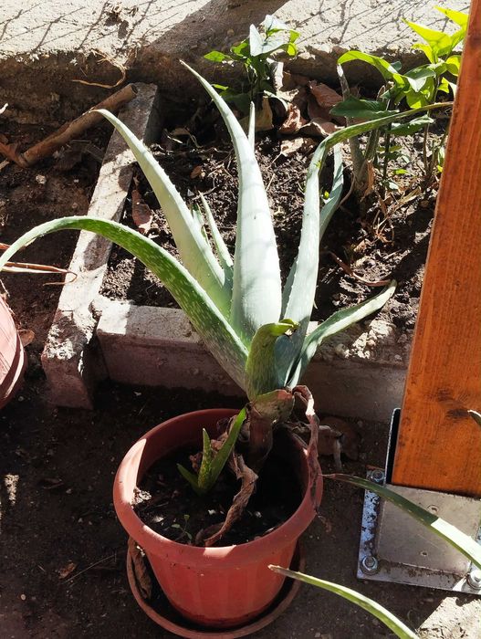 Алое Вера  - бижу от природата