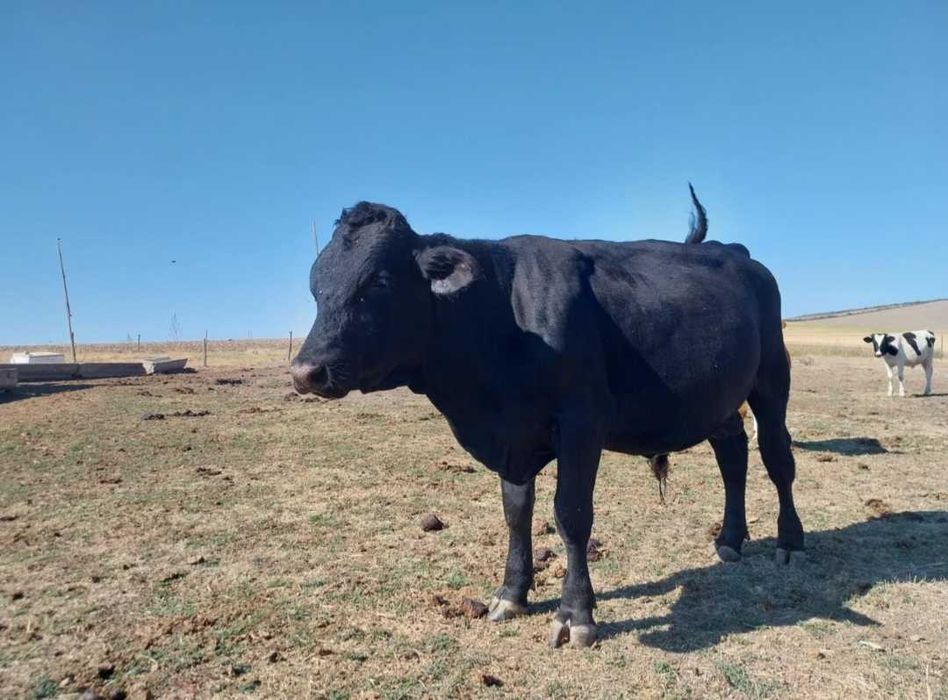 Продавам угоени мъжки телета на живо тегло 6лв/кг