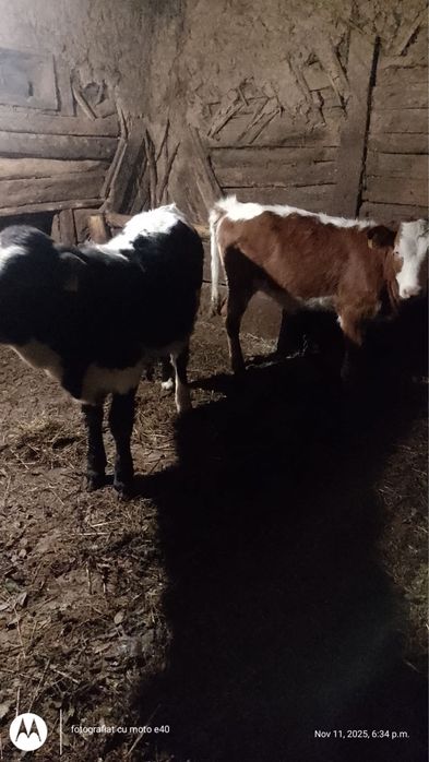 Vand vitei - doua bucati