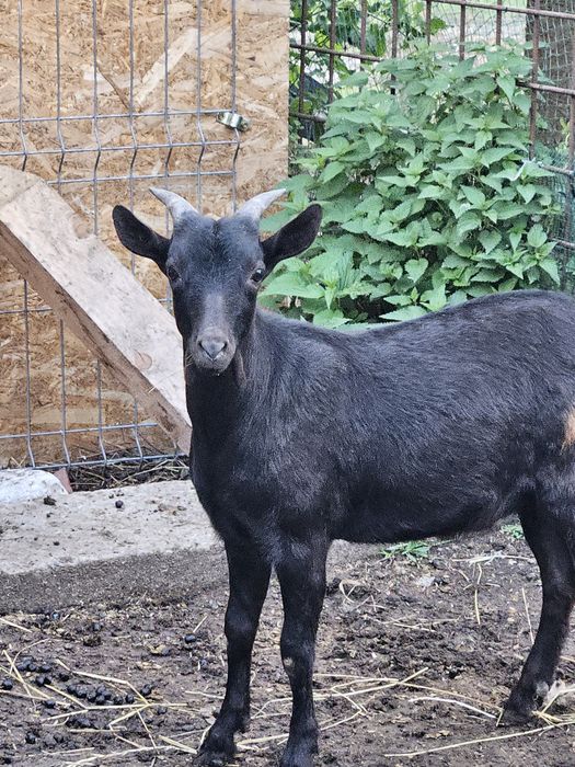 Vand Tap Rasa Murcian