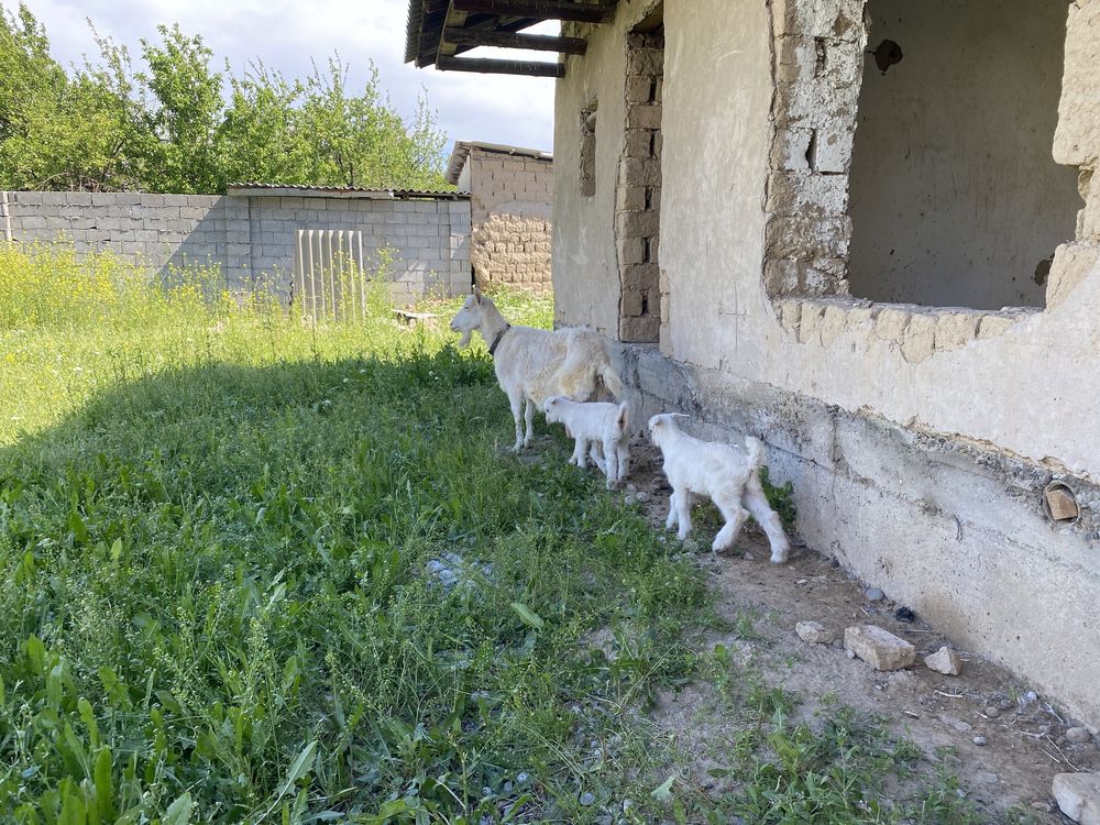 Ешки галански пародны