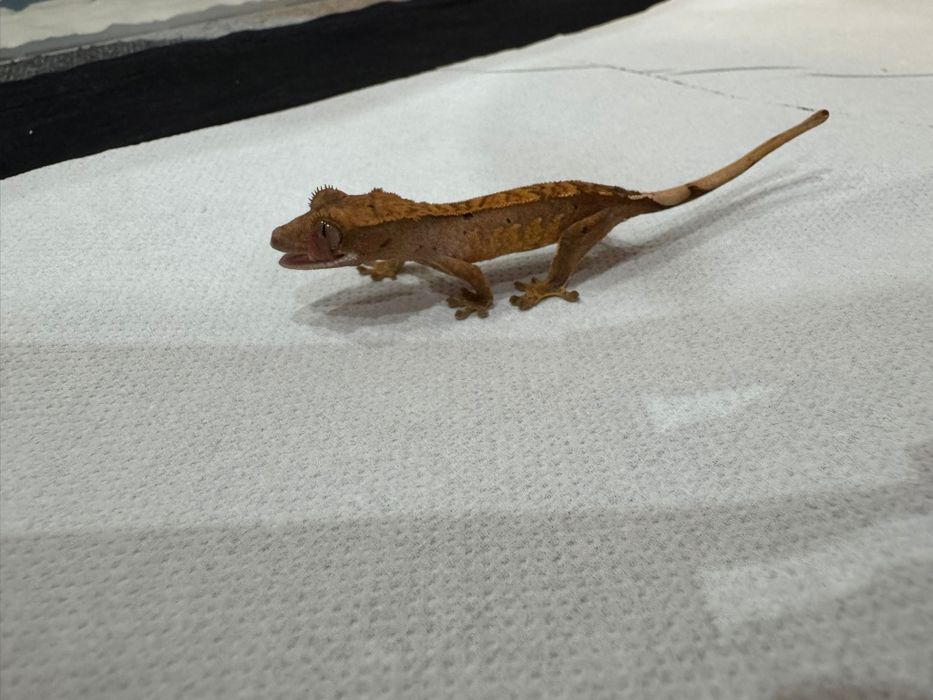 Pangea, mancare pentru Crested Gecko (pui de vanzare)