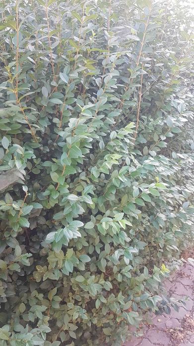 GARD VIU verde (lemn cainesc)