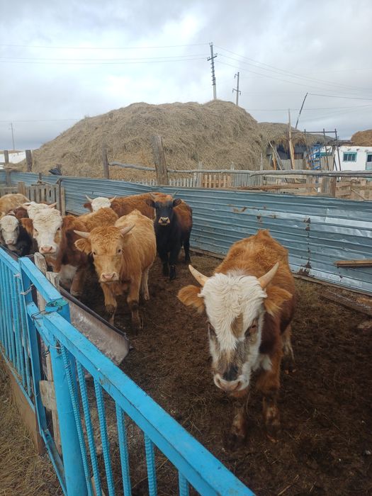 Бұталар  1.5 жас