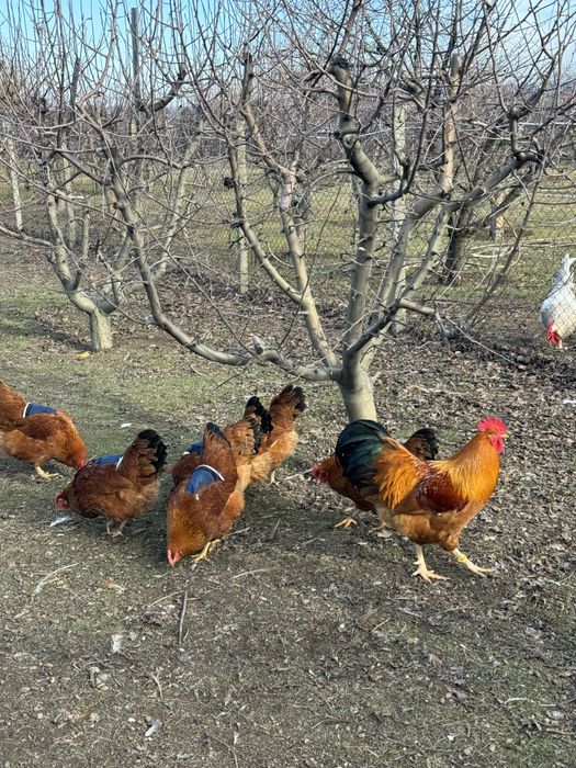 Oua New Hampshire Red pentru incubat