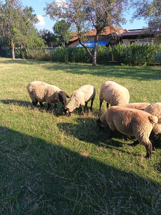 Oi, Berbeci,mielute Suffolk