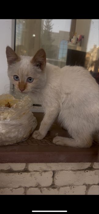 Мальчик в поисках дома