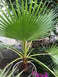 Palmier Chamaerops Humilis "Evantai" / Mediteranean
