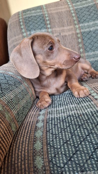 Mascul teckel (dachshund smooth hair)