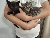 Pui de pisică  spre adopție