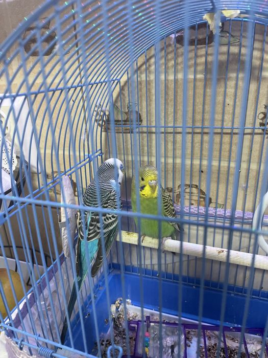 Vând papagali cu tot cu cușcă