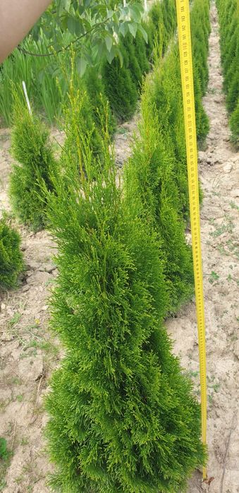 Tuia smaragd 70-150 cm