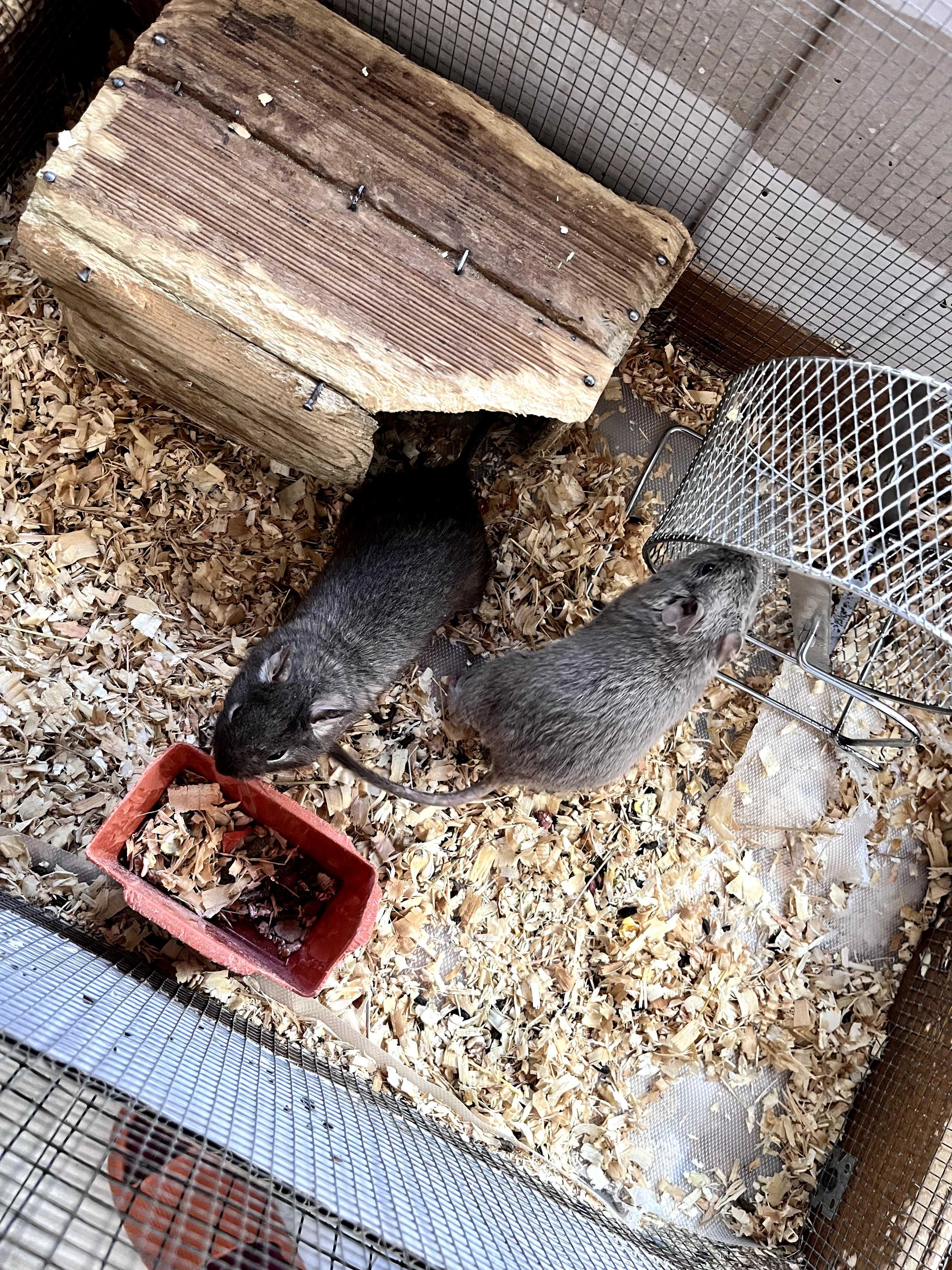 Чилийски катерици дегу (Chilean Degu squirrels) Giving away