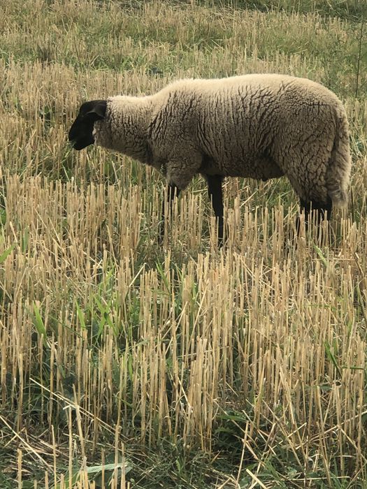 De vânzare doi berbeci suffolk tineri .
