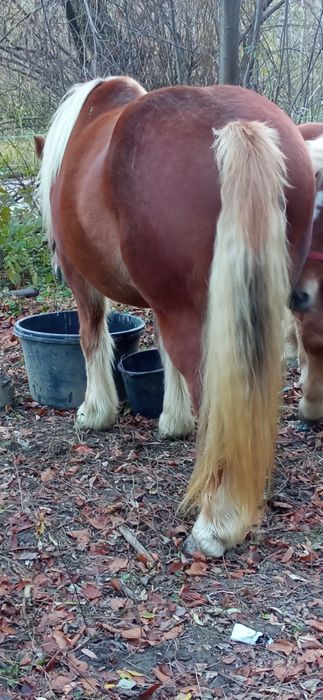 se vinde iapă cu mînz de 6 luni