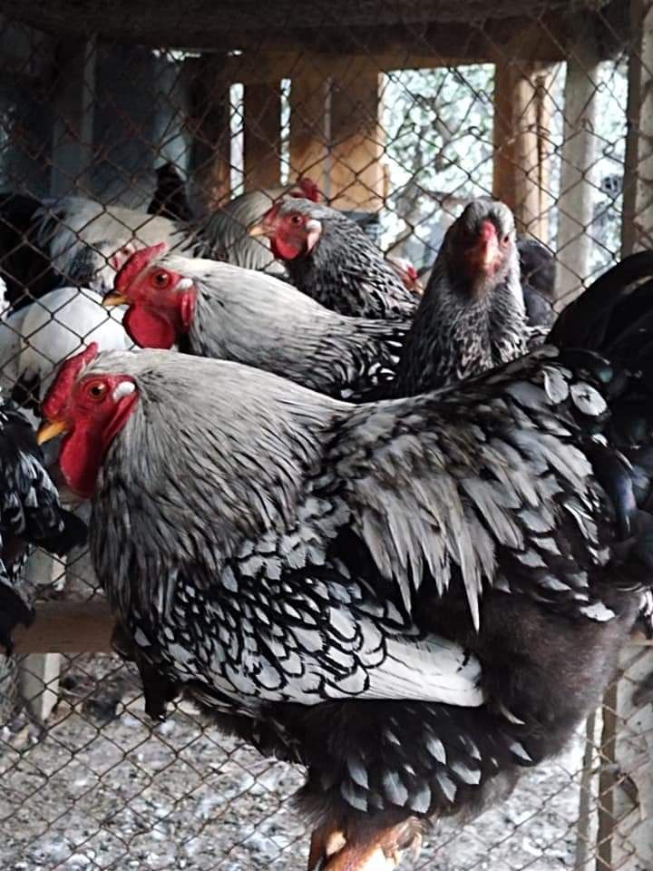 Vând ouă de Wyandotte, Brahma, Cochinchina, Plymouth, Australorp