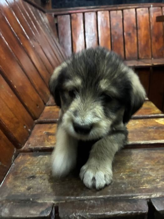 pui de caini abandonati