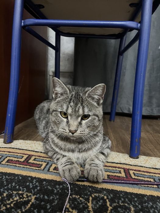 Кто потерял кота