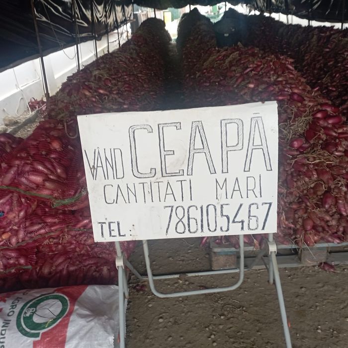 Vând ceapă roșie de apa, cantități mari!