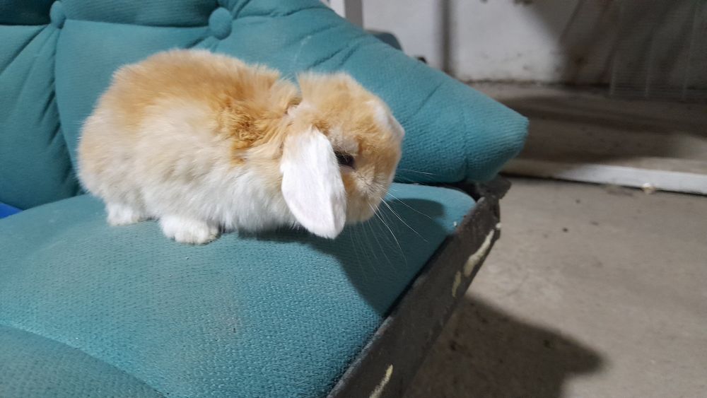 Продаётся декоративный карликовый кролик минилоп сплинт и сплинты