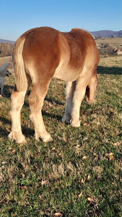 Vand manza din armasarul Fin