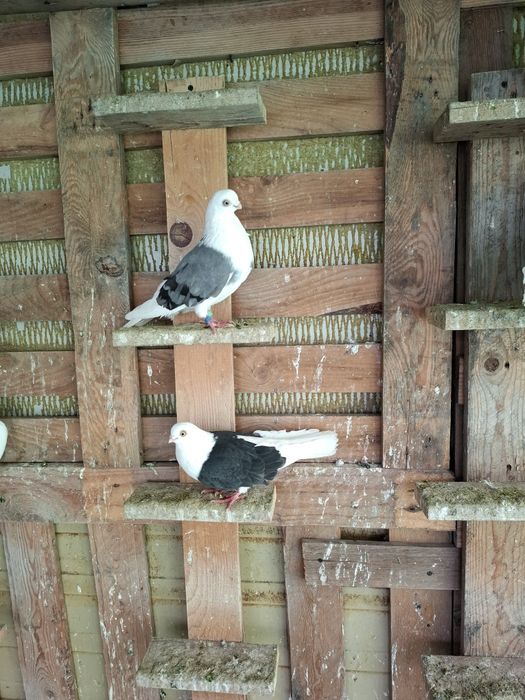 Disponibili jucatori