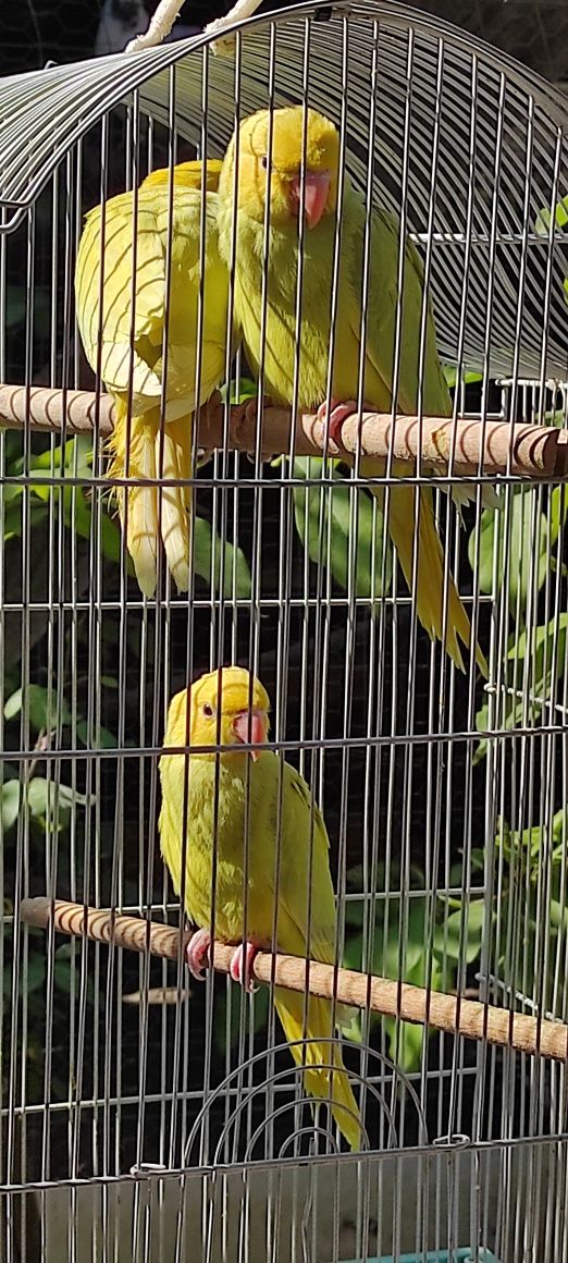 Papagali blânzi  Micul Alexander