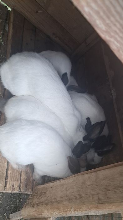 Iepurași De vânzare