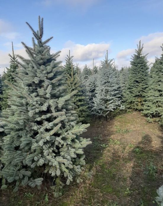 Brazi arginti si verzi