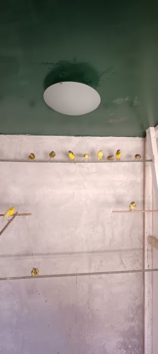 Canari razza spaniola