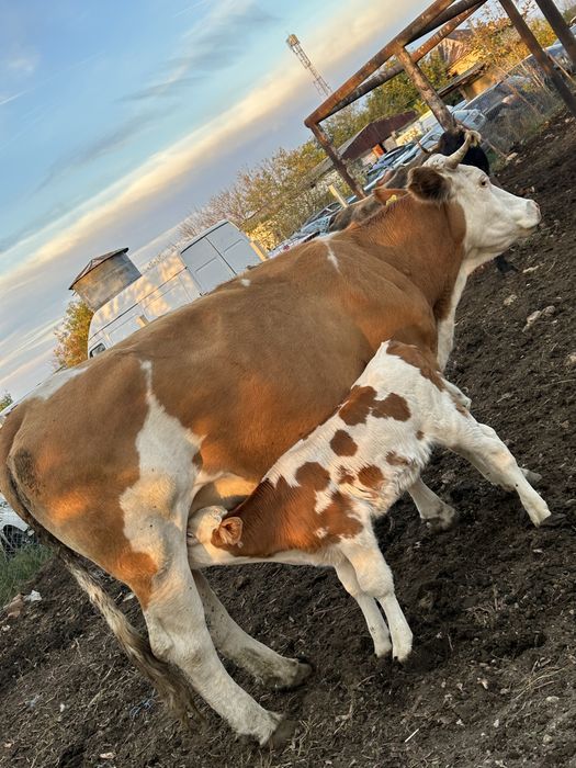 Vaca baltata romaneasca cu vitel