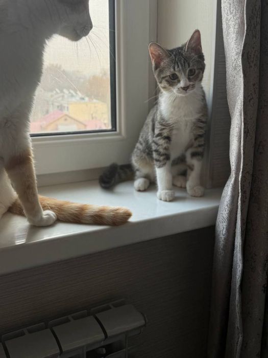 Котик ищет семью!