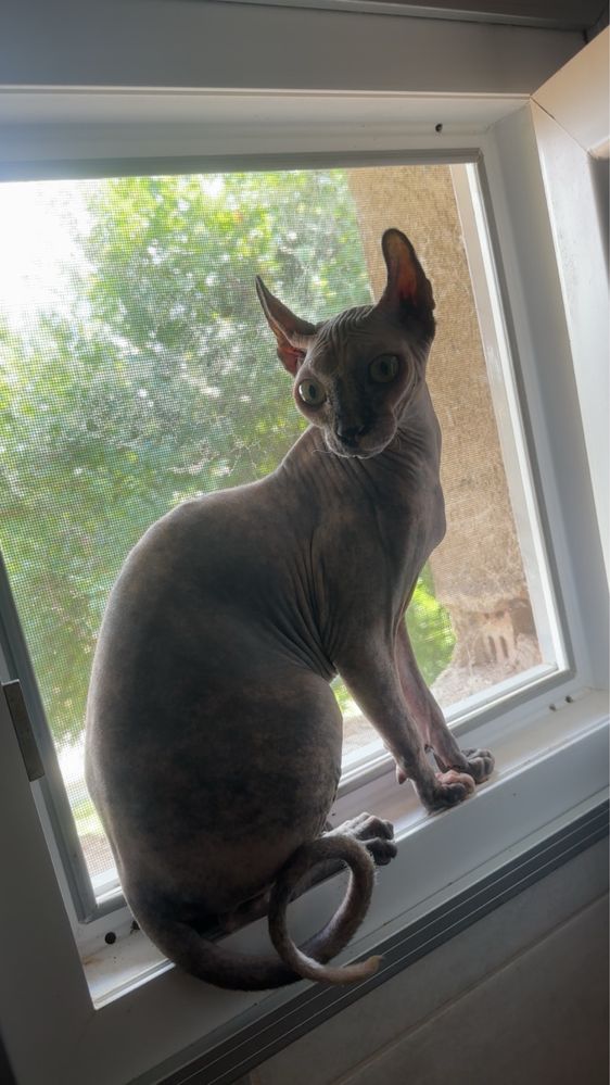 Котка Сфинкс-Елф