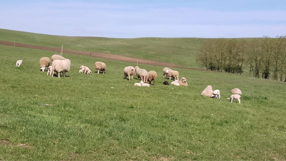 Oi texel cu miei