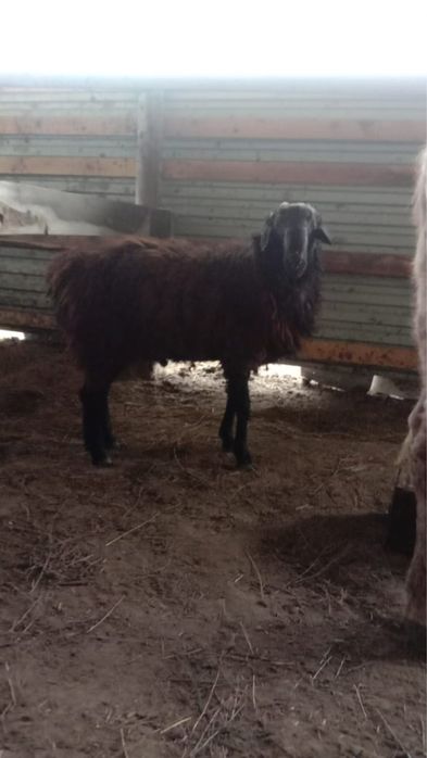 Еркек семіз токты сатылады