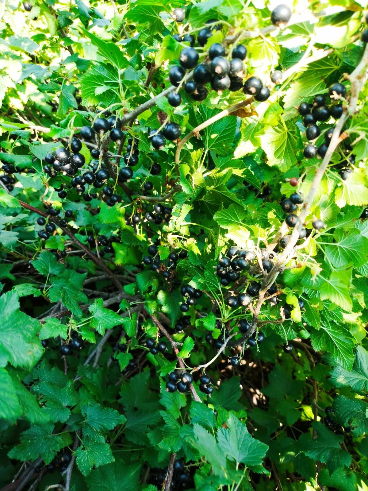 Черная смородина,дачная.
