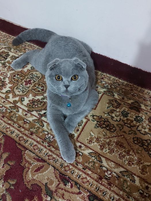 Вязка! Кот Симба!  Шотландский вислоухий