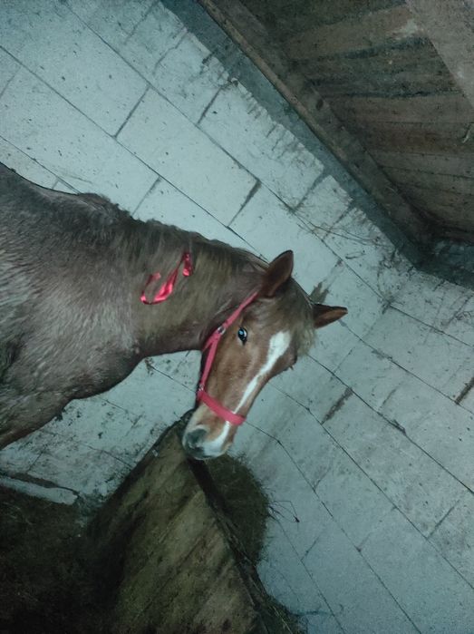 Vând mânz de 1an și 4 luni