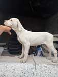 Pui Dog Argentinian