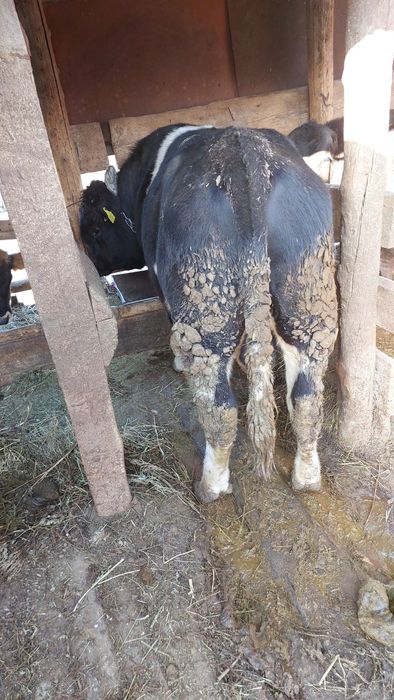 Продам бычка Голштинской породы