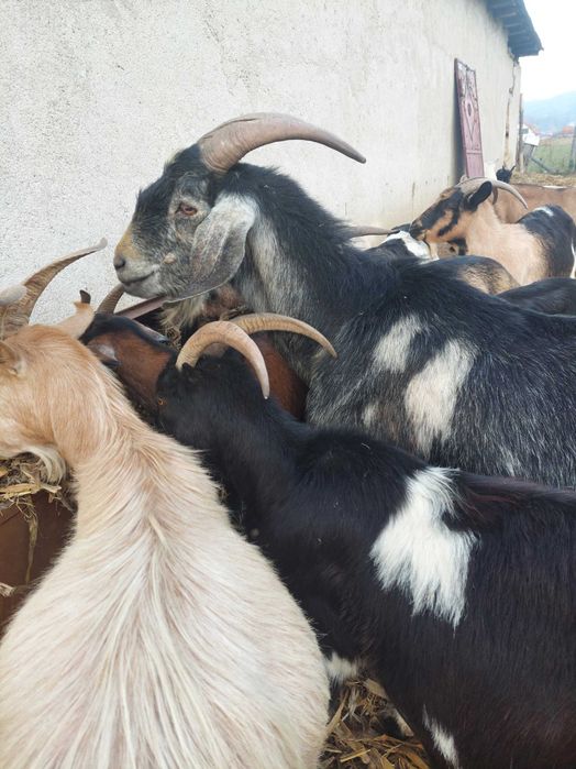 20 de capre metis anglonubian