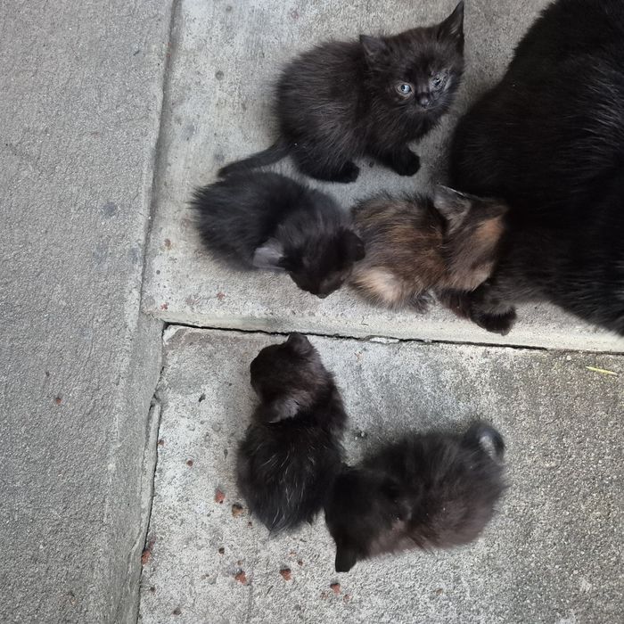 Donez pui de pisică