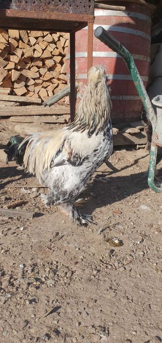 Cocos incaltat motat barbos!