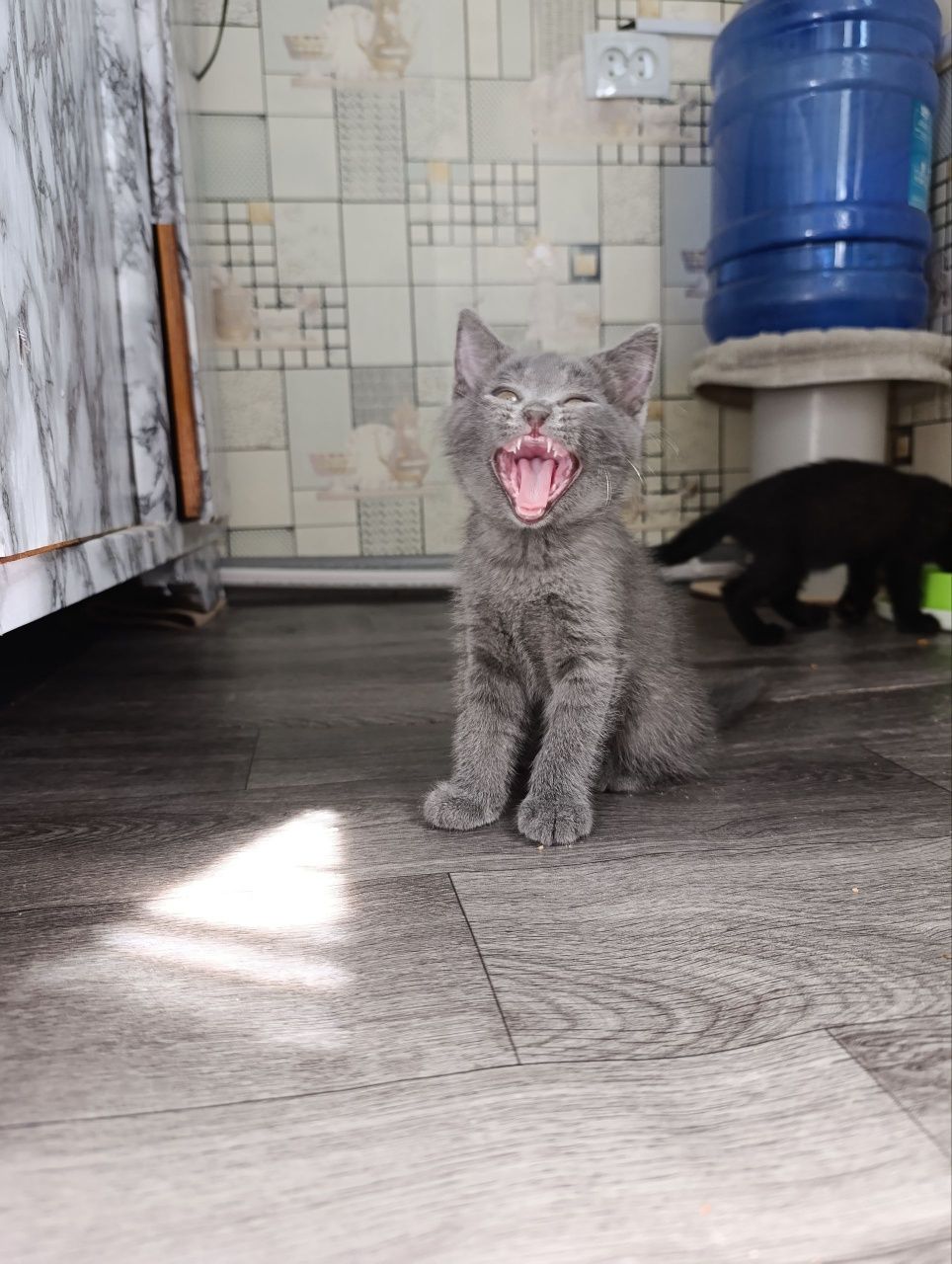 Шотландские вислоухие
