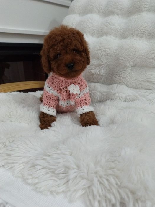 Disponibila femela pudel talie mica